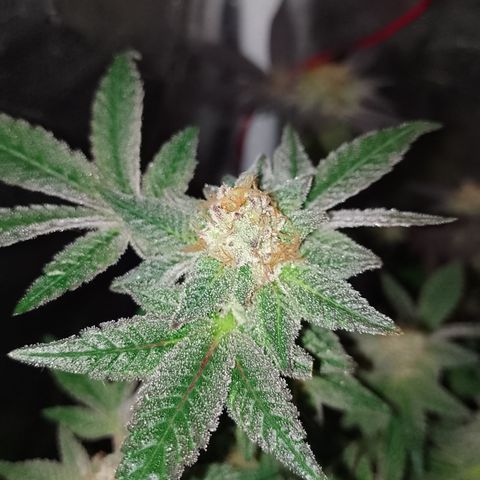 Purple cookies REVEG growlog timeline photo