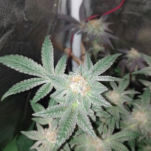 Purple cookies REVEG growlog timeline photo