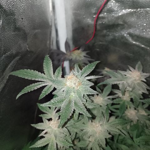 Purple cookies REVEG growlog timeline photo