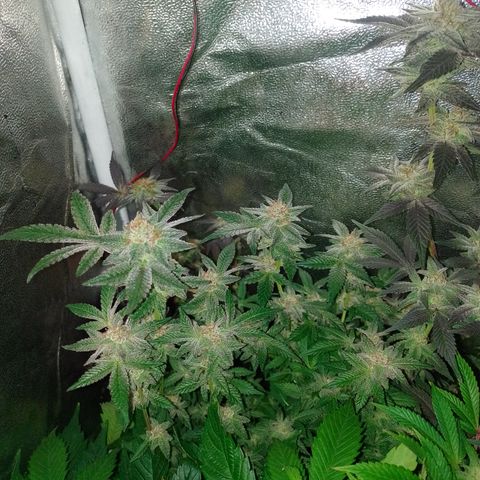 Purple cookies REVEG growlog timeline photo