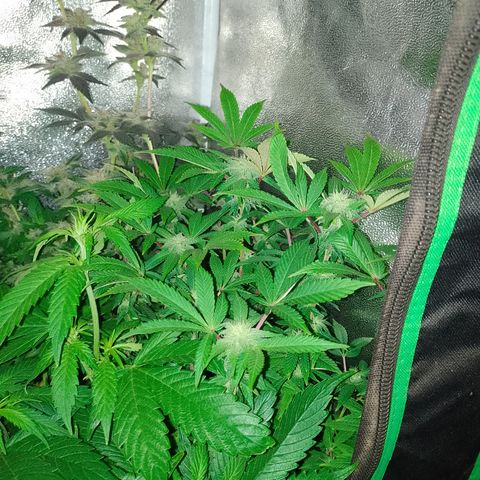 Purple cookies #5 growlog timeline photo