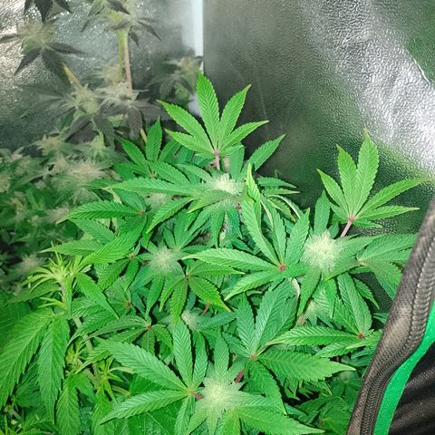 Purple cookies #5 growlog timeline photo
