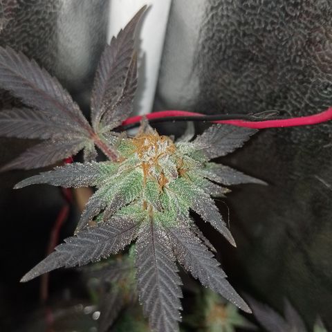 Purple cookies REVEG growlog timeline photo