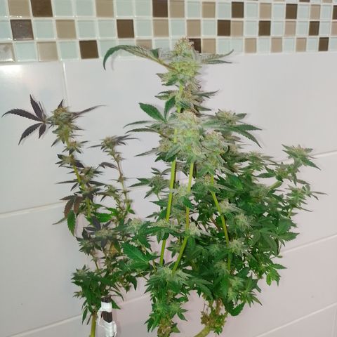 Purple cookies REVEG growlog timeline photo