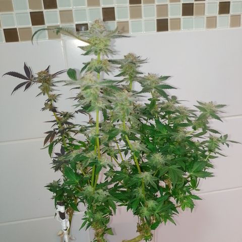 Purple cookies REVEG growlog timeline photo