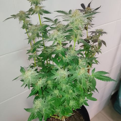 Purple cookies REVEG growlog timeline photo