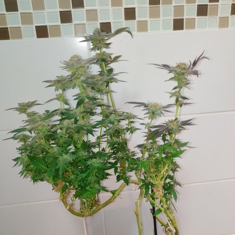 Purple cookies REVEG growlog timeline photo