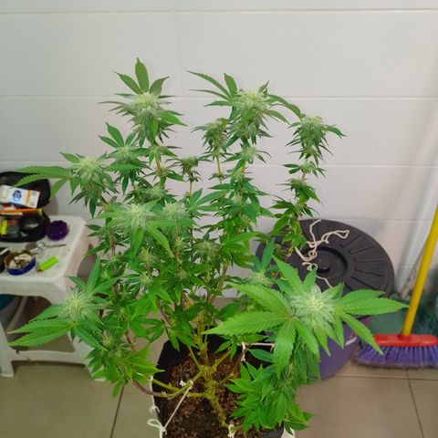 Purple cookies #5 growlog timeline photo
