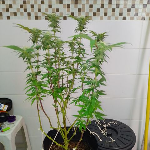 Purple cookies #5 growlog timeline photo