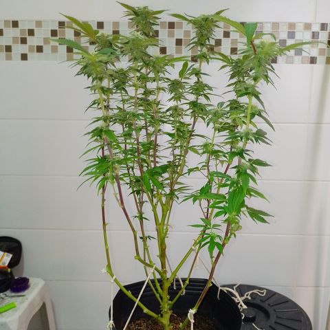 Purple cookies #5 growlog timeline photo