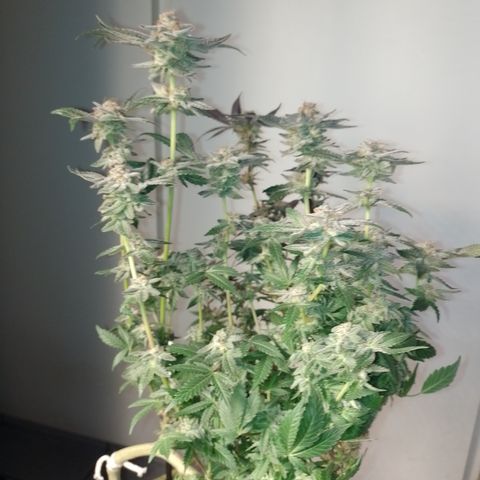 Purple cookies REVEG growlog timeline photo