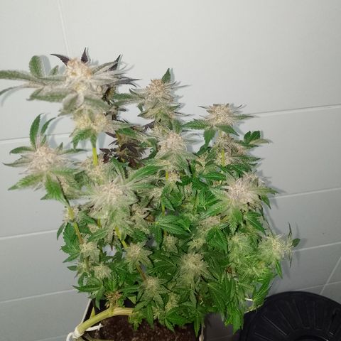Purple cookies REVEG growlog timeline photo
