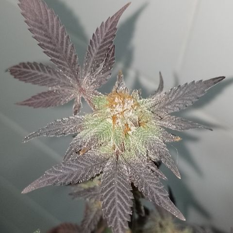 Purple cookies REVEG growlog timeline photo