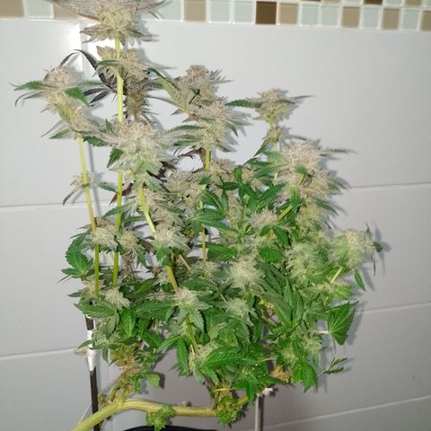 Purple cookies REVEG growlog timeline photo