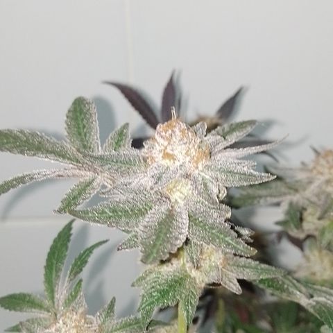 Purple cookies REVEG growlog timeline photo