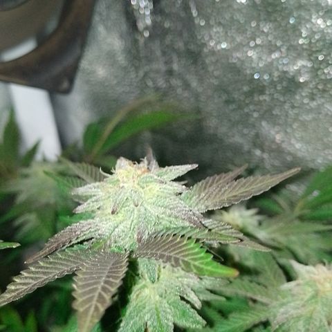 Purple cookies #5 growlog timeline photo