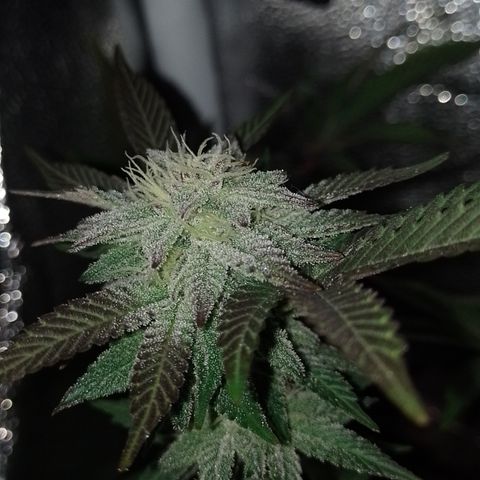 Purple cookies #5 growlog timeline photo