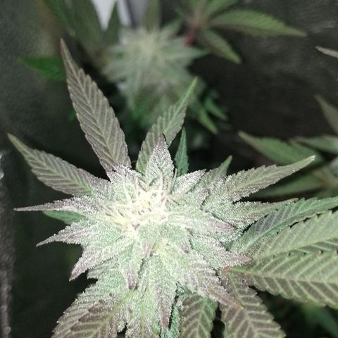 Purple cookies #5 growlog timeline photo
