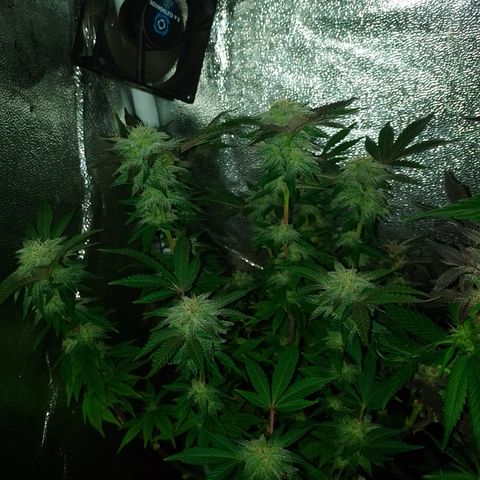 Purple cookies #5 growlog timeline photo