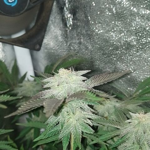 Purple cookies #5 growlog timeline photo