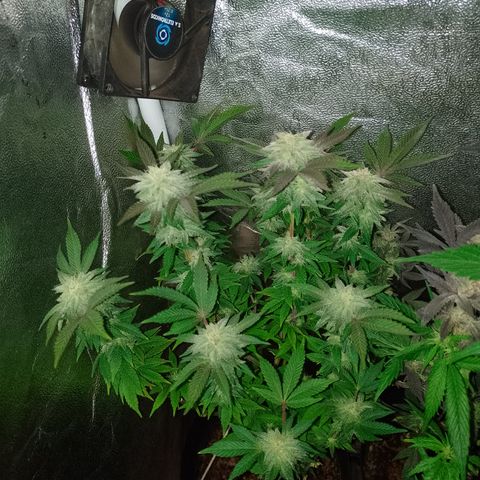 Purple cookies #5 growlog timeline photo