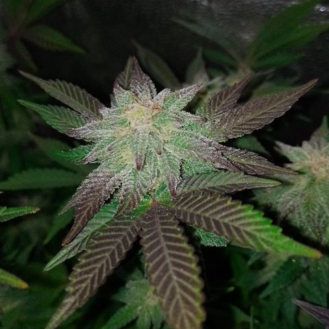 Purple cookies #5 growlog timeline photo