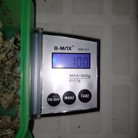 Purple cookies REVEG growlog timeline photo