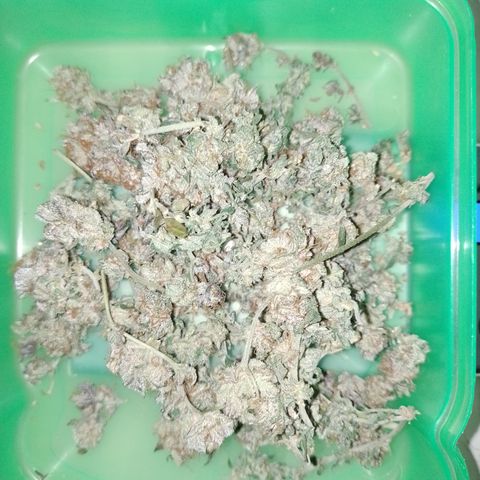Purple cookies REVEG growlog timeline photo