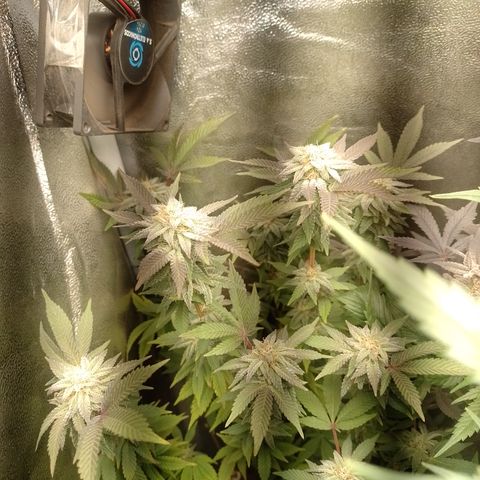 Purple cookies #5 growlog timeline photo