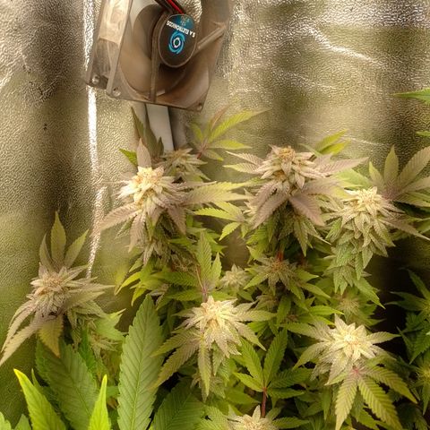 Purple cookies #5 growlog timeline photo
