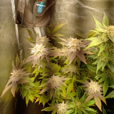 Purple cookies #5 growlog timeline photo