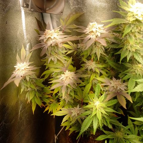 Purple cookies #5 growlog timeline photo