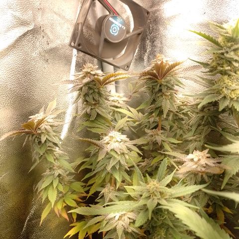 Purple cookies #5 growlog timeline photo