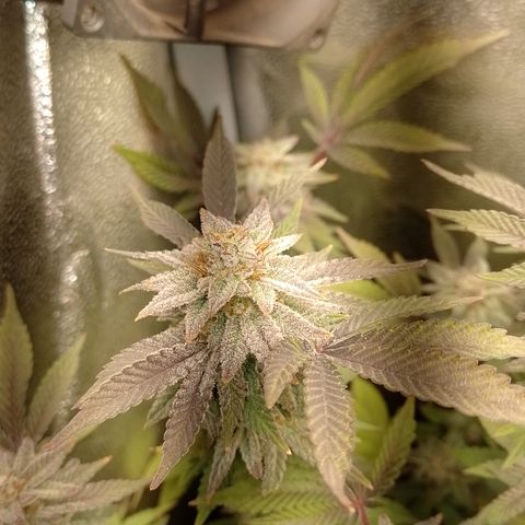 Purple cookies #5 growlog timeline photo