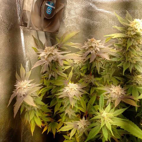 Purple cookies #5 growlog timeline photo