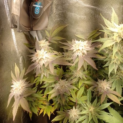 Purple cookies #5 growlog timeline photo