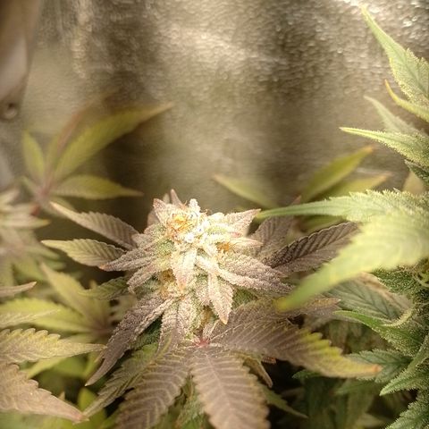 Purple cookies #5 growlog timeline photo