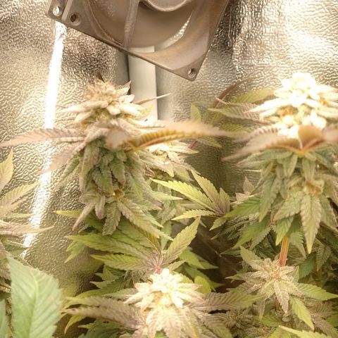 Purple cookies #5 growlog timeline photo