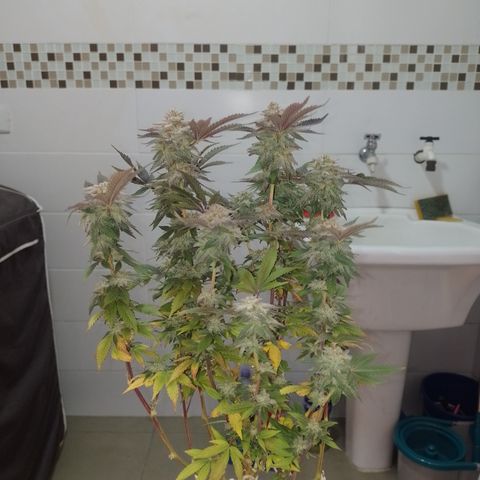 Purple cookies #5 growlog timeline photo