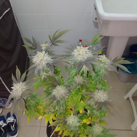 Purple cookies #5 growlog timeline photo