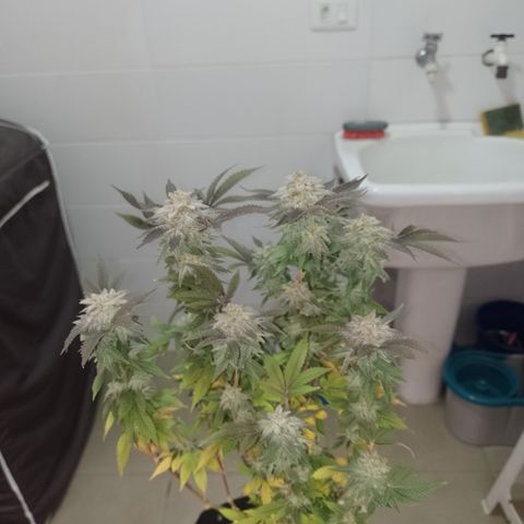 Purple cookies #5 growlog timeline photo