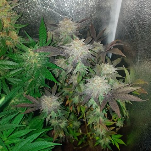 Purple cookies #5 growlog timeline photo