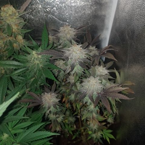 Purple cookies #5 growlog timeline photo