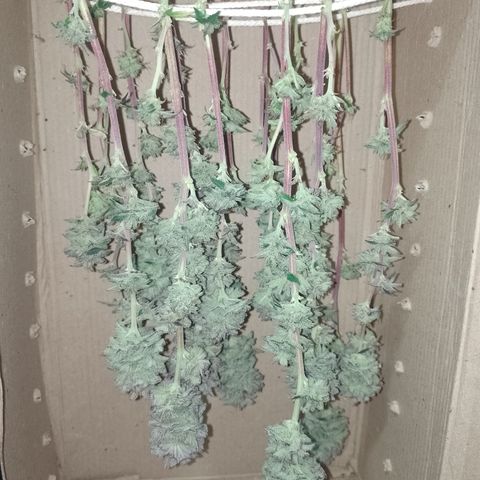 Purple cookies #5 growlog timeline photo