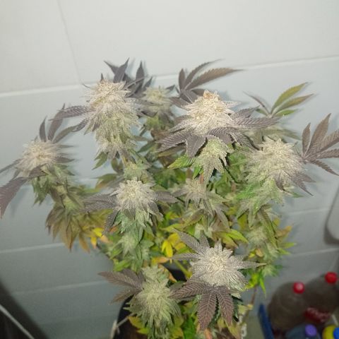 Purple cookies #5 growlog timeline photo