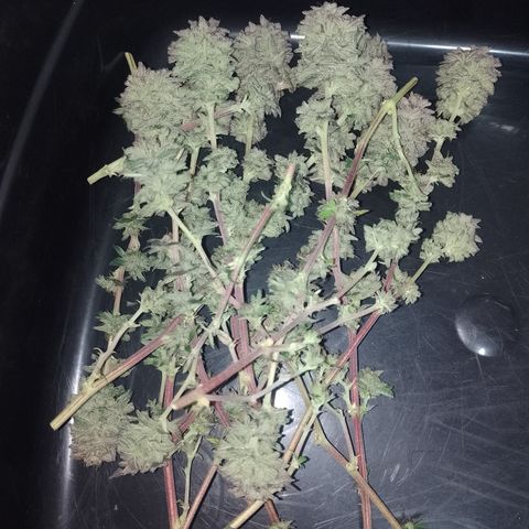Purple cookies #5 growlog timeline photo