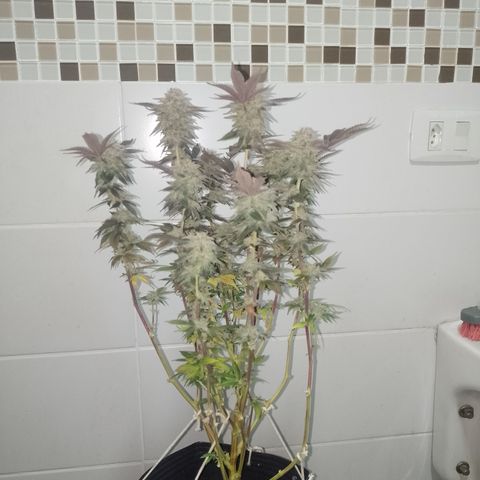 Purple cookies #5 growlog timeline photo