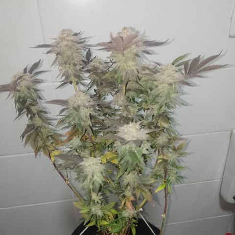 Purple cookies #5 growlog timeline photo