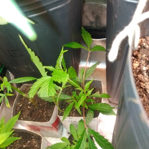 Jamaica growlog timeline photo