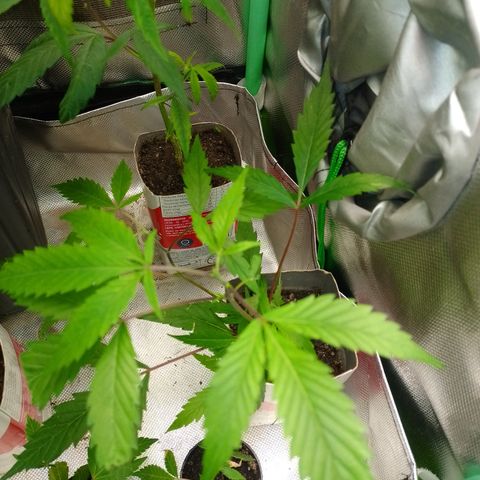 Jamaica growlog timeline photo